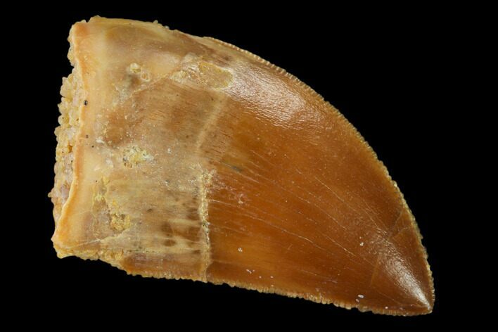 Serrated, Juvenile Carcharodontosaurus Tooth - Morocco #140681